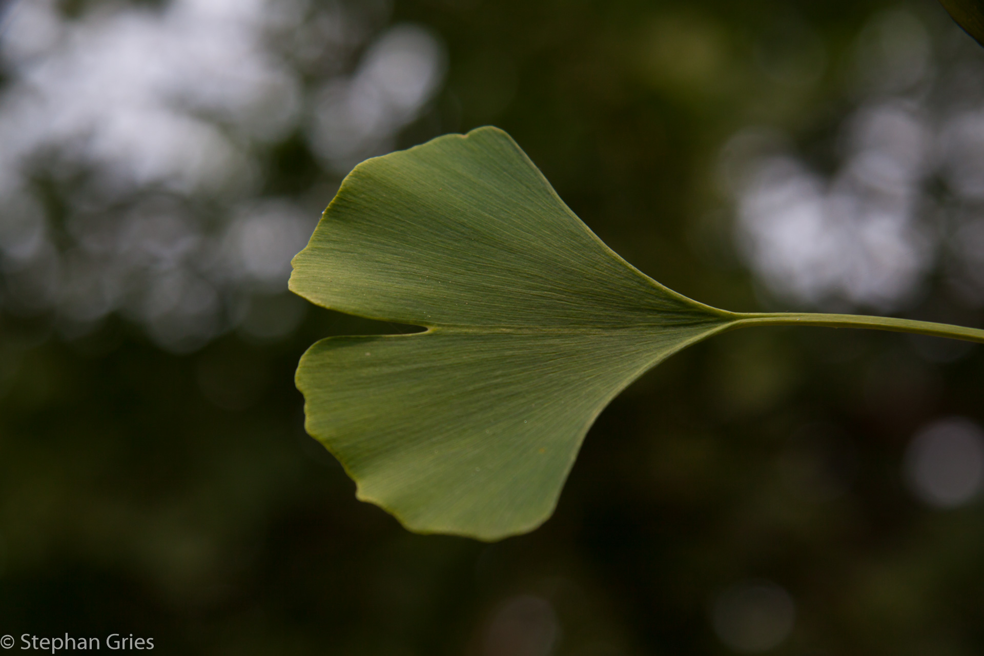 Ein weiterer Punkt unserer Reise, ist natürlich die Heimatstadt meiner Frau. Besuch des Ginkgoparks in Pizhou.
