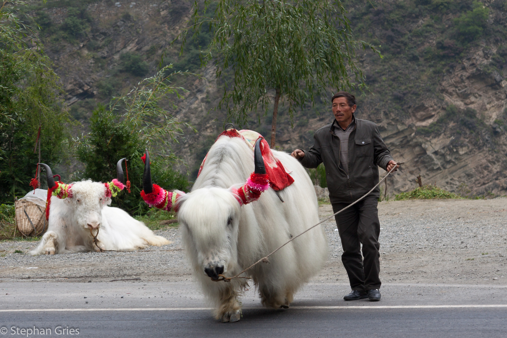 Zwei blonde Yak Kühe/Bullen warten am Wegesrand auf Fotokundschaft.