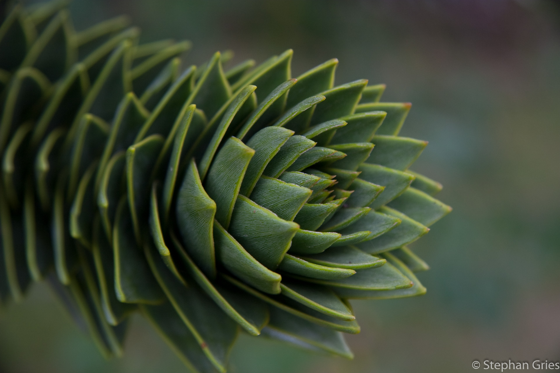 Im Park von Dunvegan Castle, Isle of Skye.