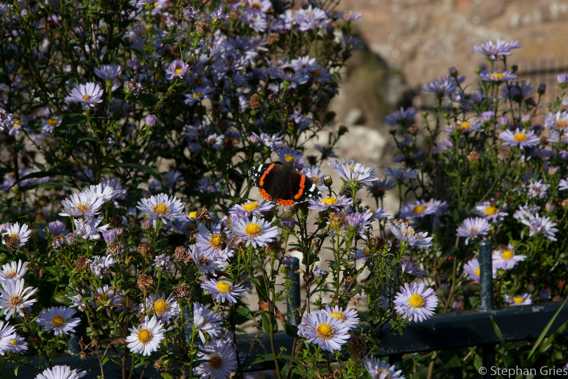 Dunnottar Castle an der Ostküste.